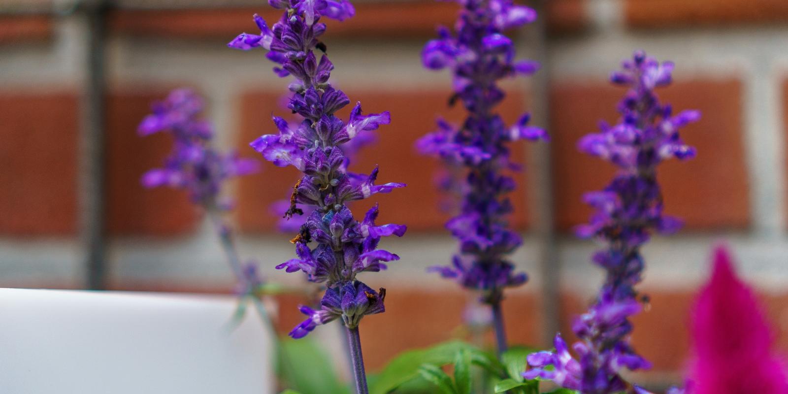 Lavendel